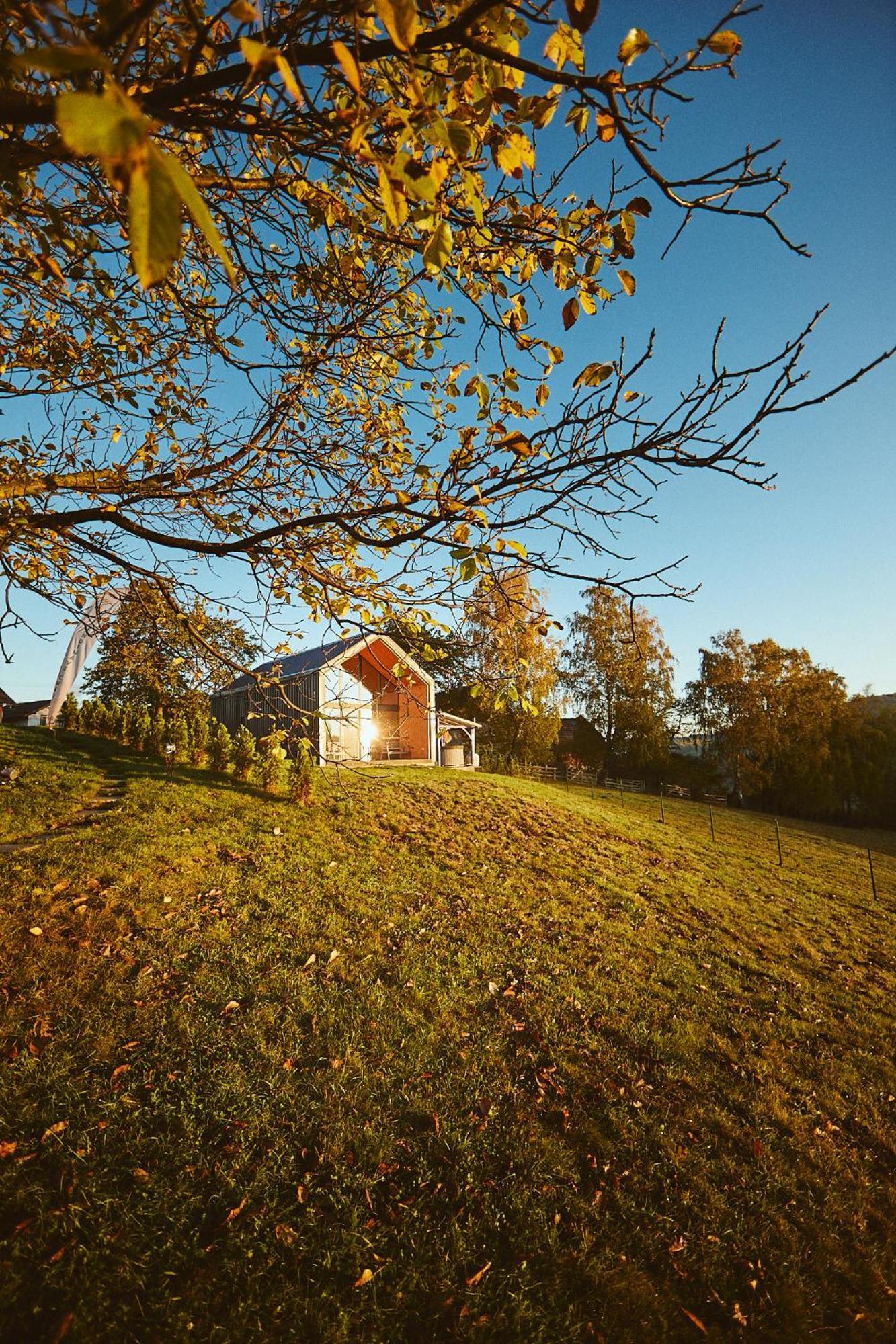 Scandinave Bran *