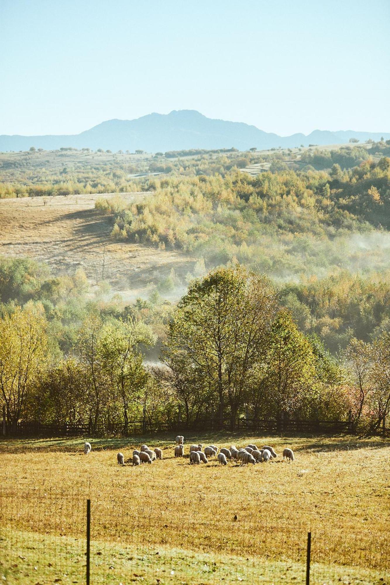 Lodge Scandinave Bran Zărneşti